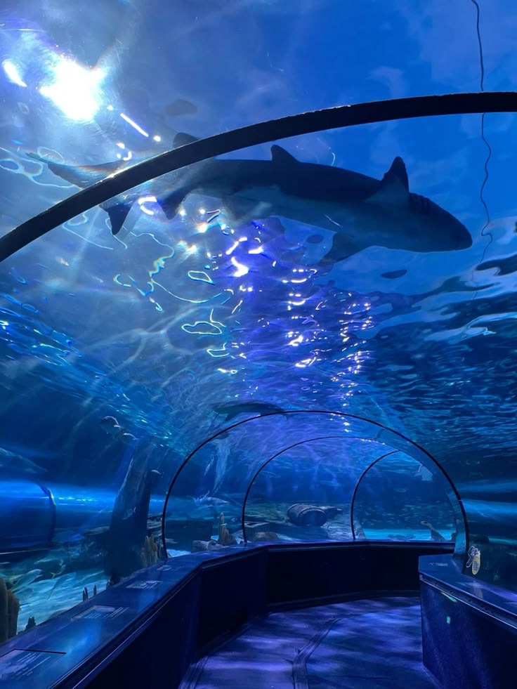 The underwater shark tunnel at Ripley's Aquarium of Canada